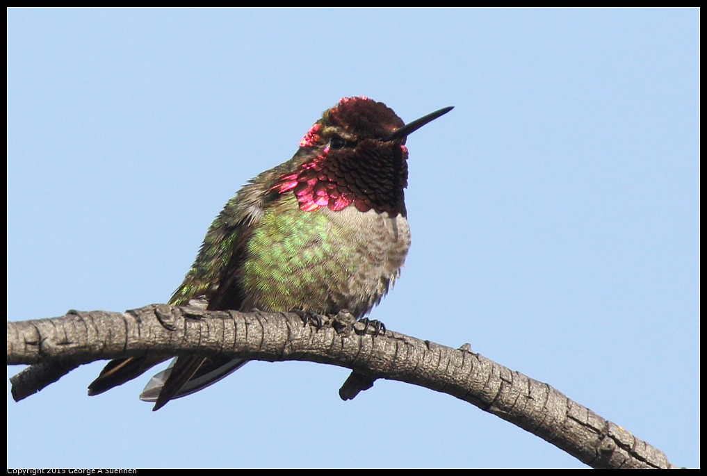 0510-175004-01.jpg - Anna's Hummingbird