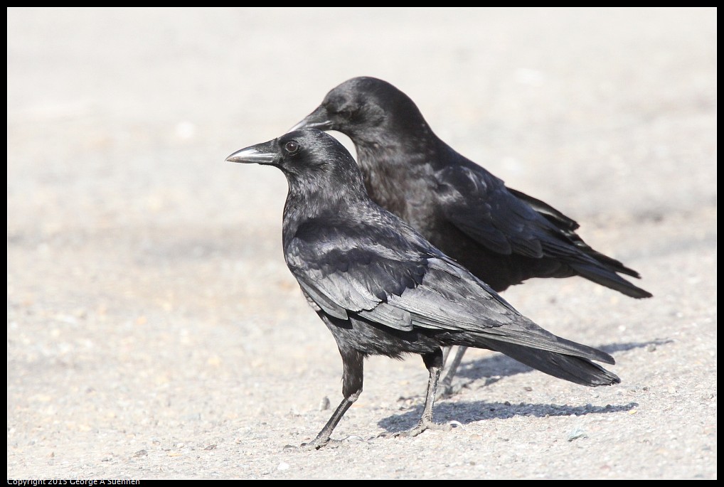 0510-175118-01.jpg - American Crow