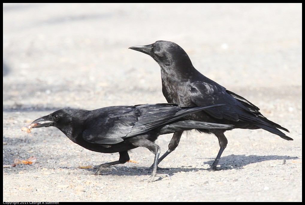 0510-175121-02.jpg - American Crow
