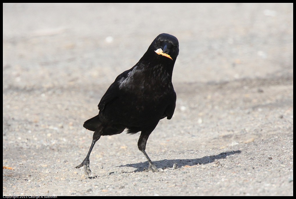 0510-175123-03.jpg - American Crow