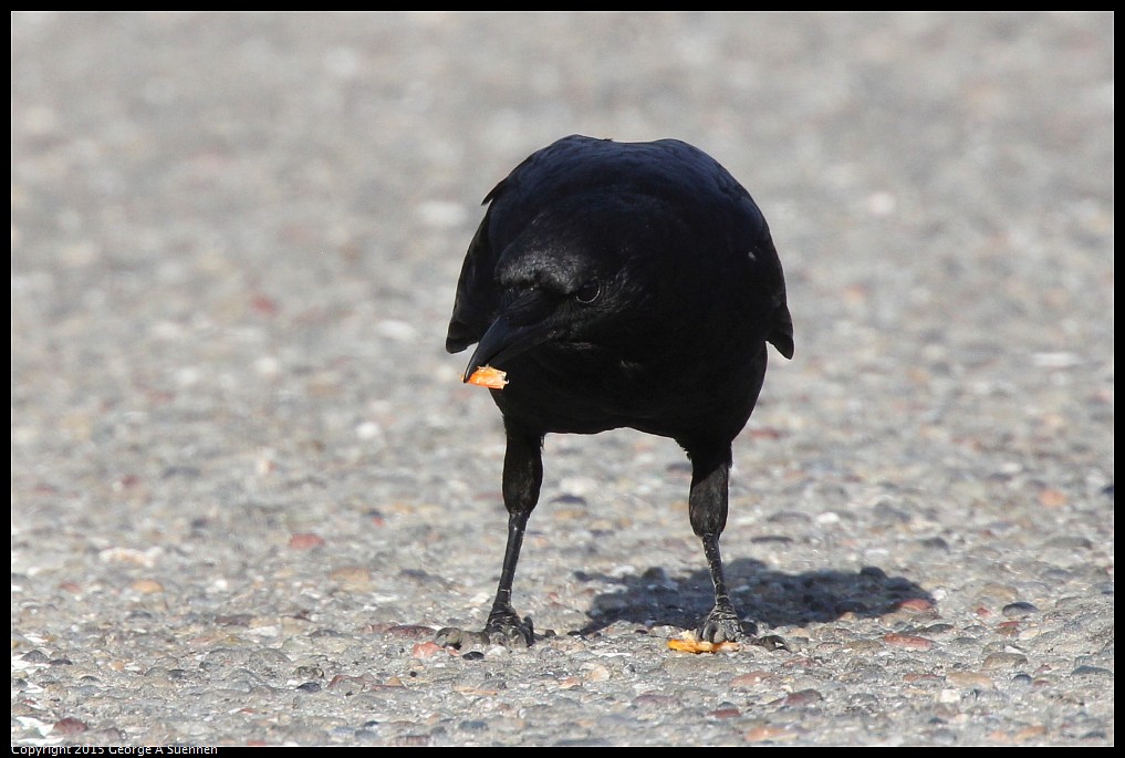 0510-175136-03.jpg - American Crow