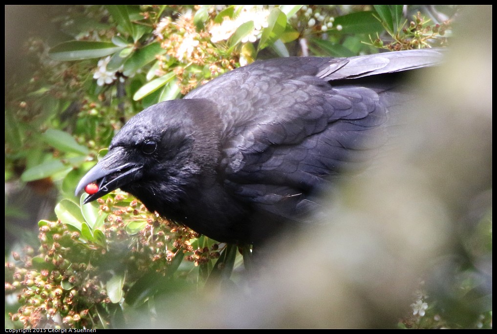 0514-113635-01.jpg - American Crow