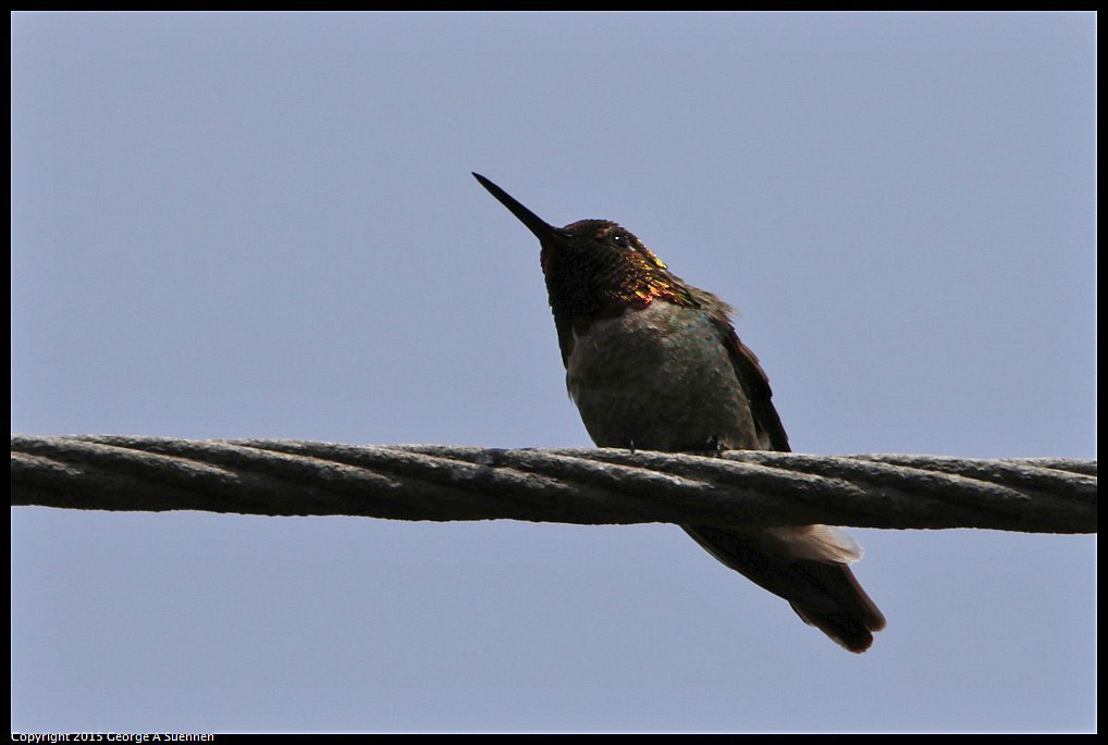 0514-120135-01.jpg - Anna's Hummingbird