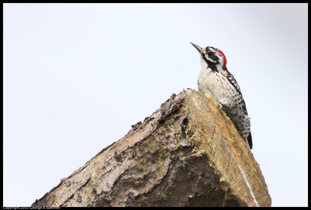 0514-120350-03.jpg - Nuttall's Woodpecker