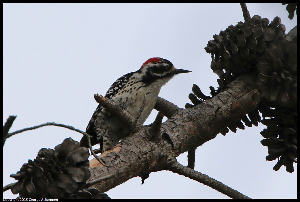 0514-120434-01.jpg - Nuttall's Woodpecker