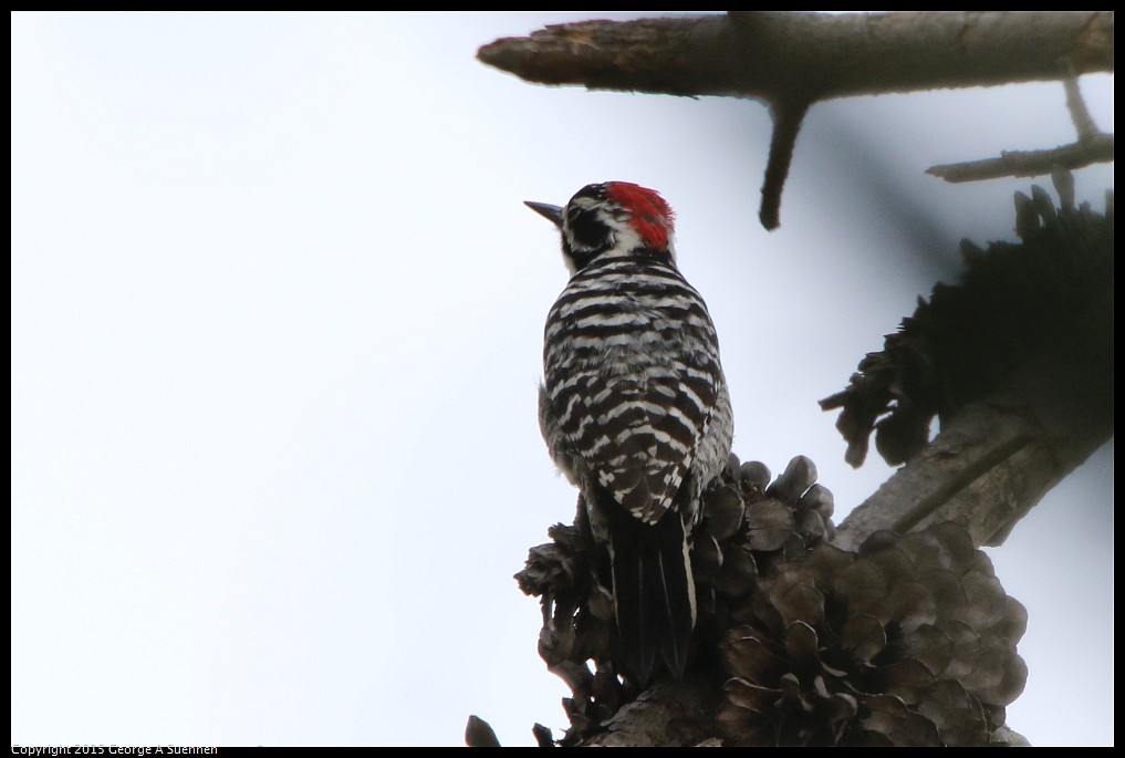 0514-120436-03.jpg - Nuttall's Woodpecker
