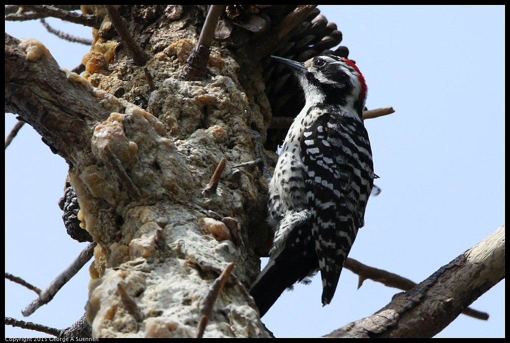 0514-121054-01.jpg - Nuttall's Woodpecker