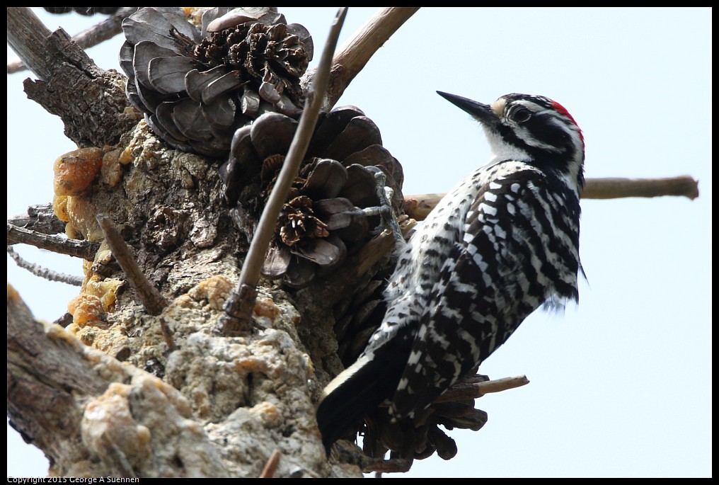 0514-121057-02.jpg - Nuttall's Woodpecker