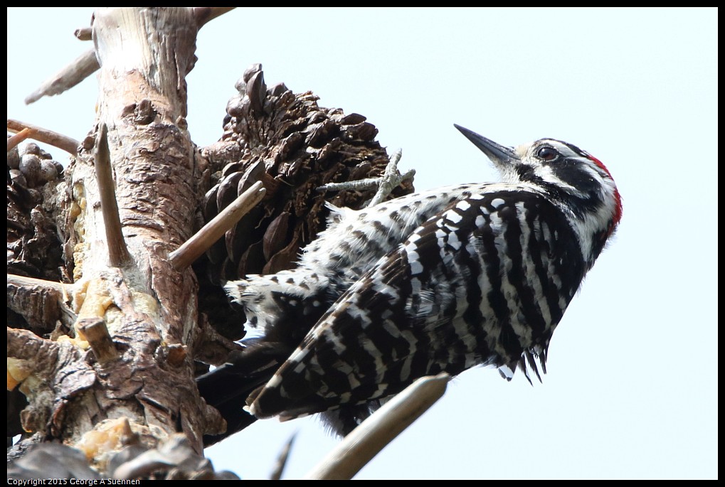 0514-121101-03.jpg - Nuttall's Woodpecker