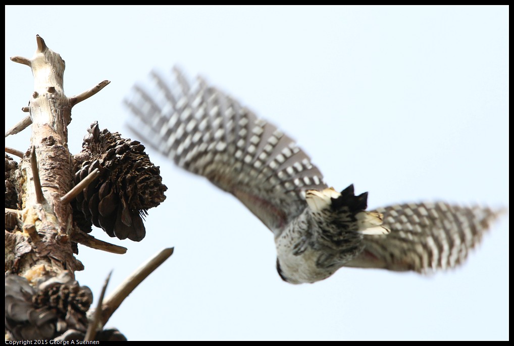 0514-121103-01.jpg - Nuttall's Woodpecker