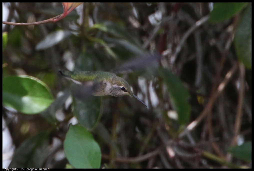 0514-121652-01.jpg - Anna's Hummingbird