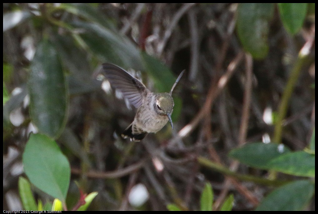 0514-121652-02.jpg - Anna's Hummingbird
