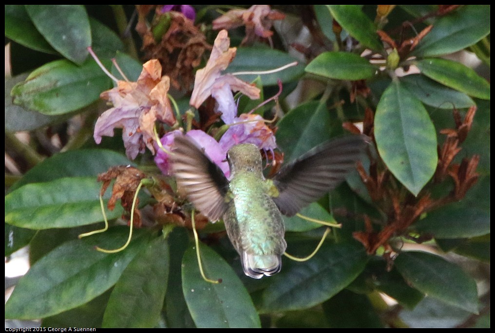 0514-121659-01.jpg - Anna's Hummingbird