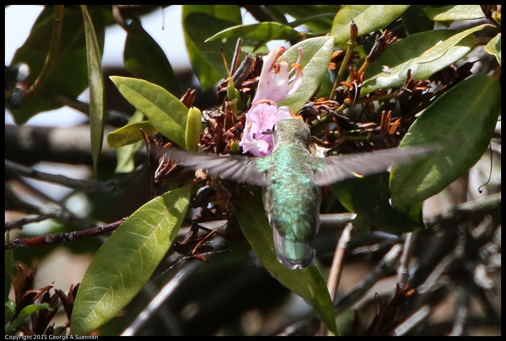 0514-121704-03.jpg - Anna's Hummingbird