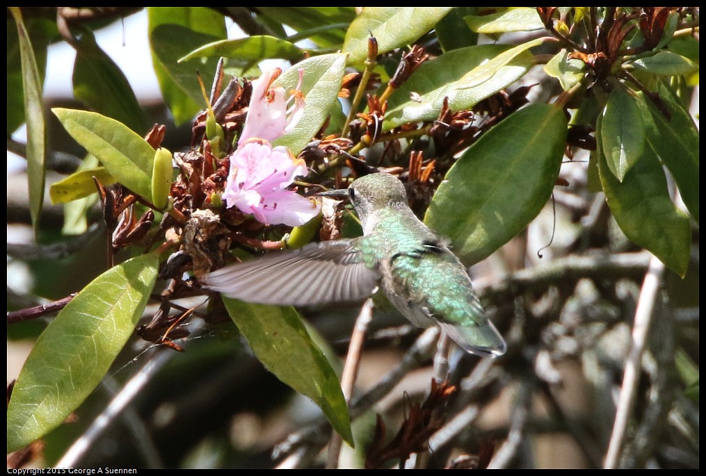 0514-121707-03.jpg - Anna's Hummingbird