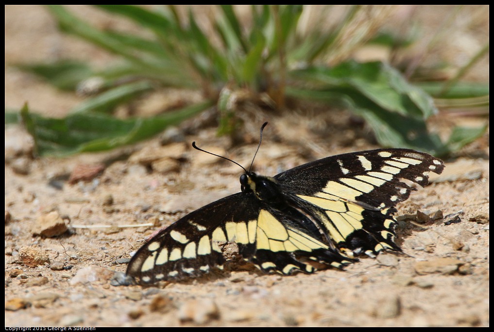 0514-122109-02.jpg - Swallowtail