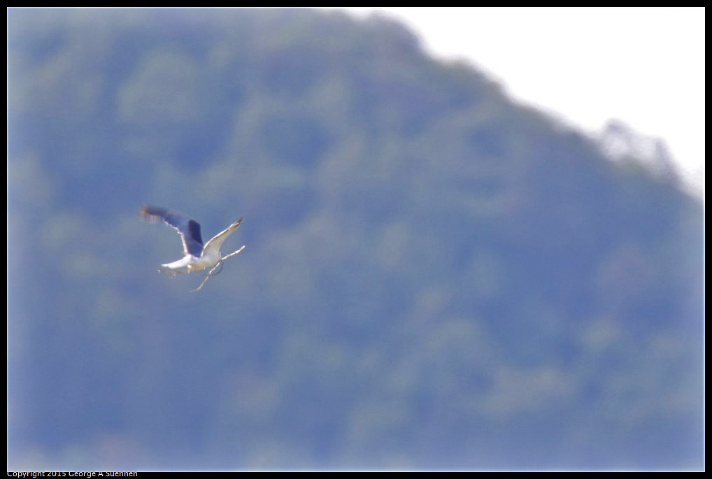 0515-092145-02.jpg - Whie-tailed Kite