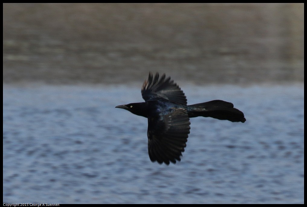 0515-094640-05.jpg - Great-tailed Grackle