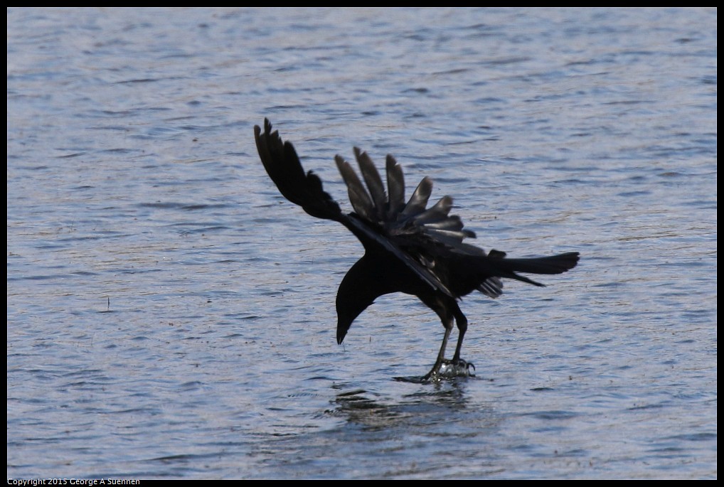 0515-094855-02.jpg - American Crow