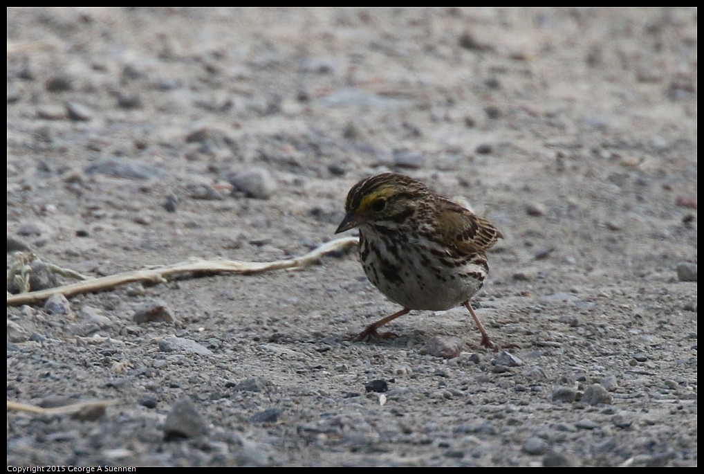 0515-100925-02.jpg - Savannah Sparrow