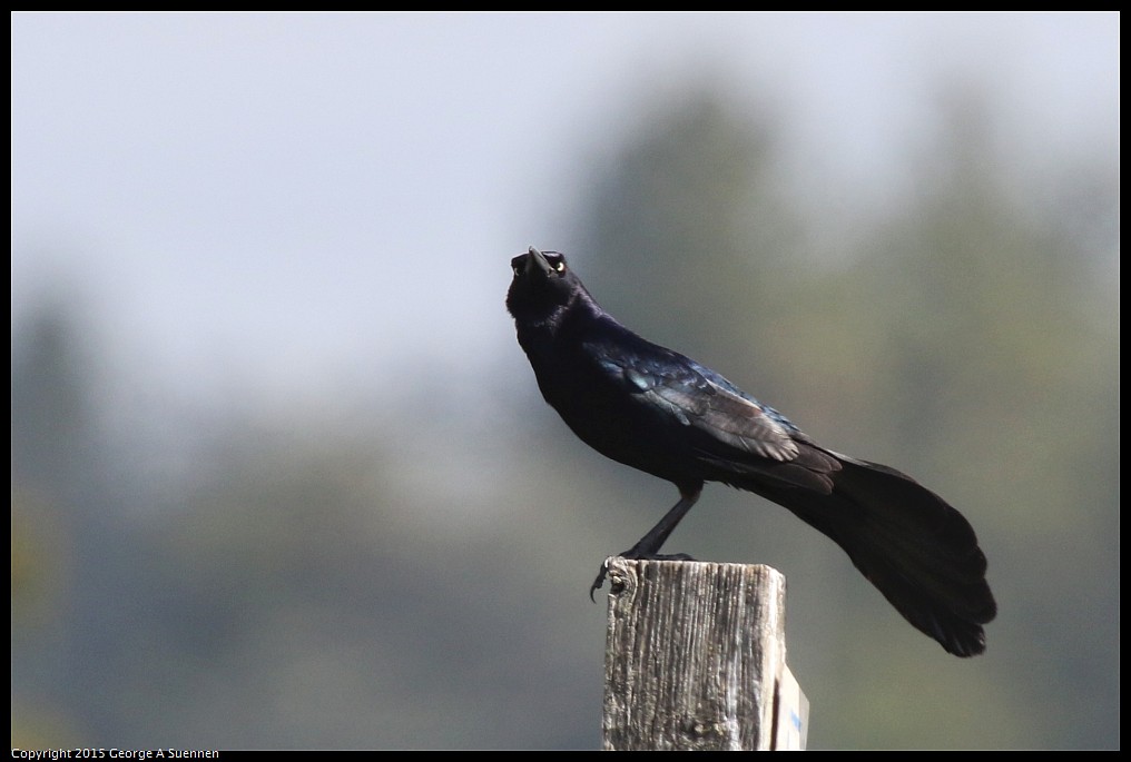 0515-101611-04.jpg - Great-tailed Grackle