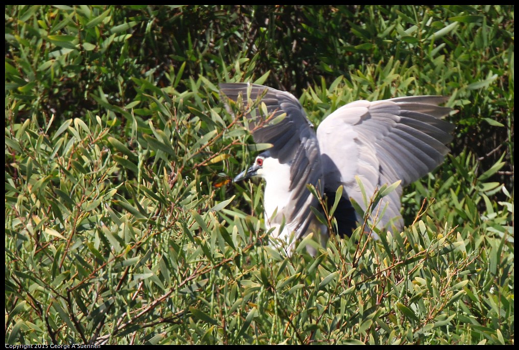 0515-103257-02.jpg - Black-crowned Night Heron