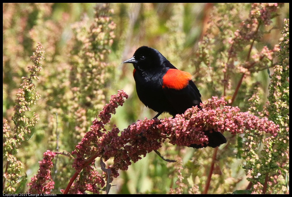 0515-112432-02.jpg - Red-winged Blackbird
