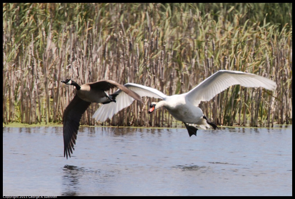 0515-112913-01.jpg - Mute Swan and Goose