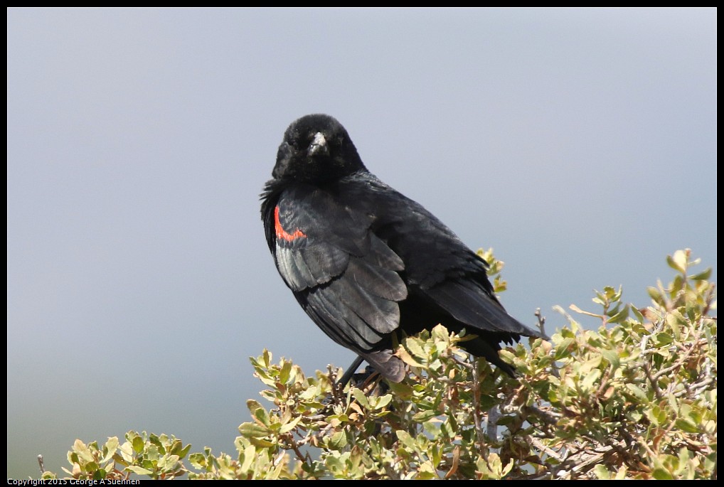 0515-113245-01.jpg - Red-winged Blackbird