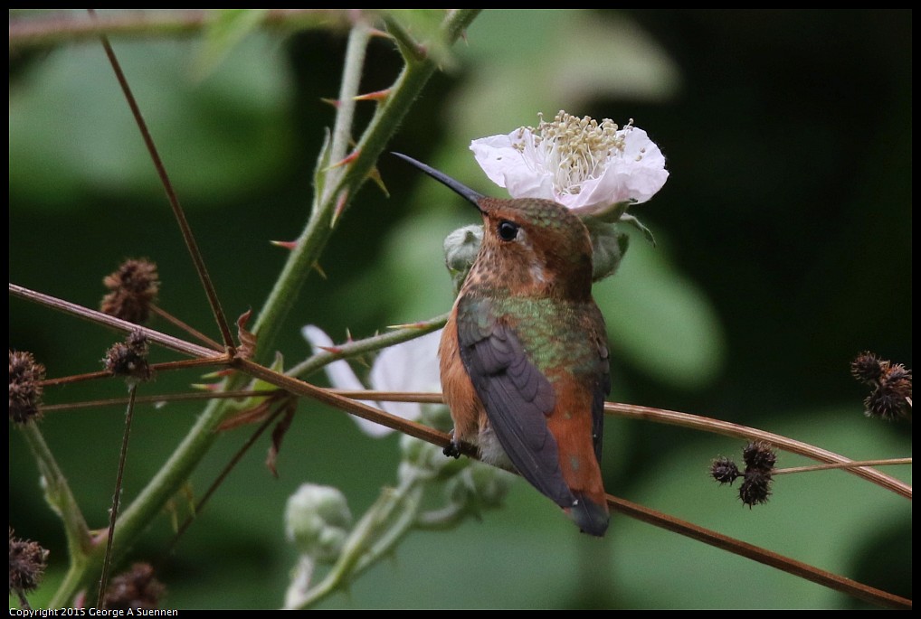 0524-133729-02.jpg - Allen's Hummingbird