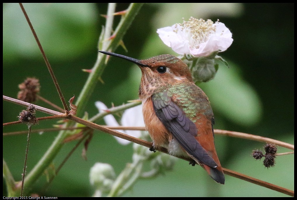 0524-133732-04.jpg - Allen's Hummingbird