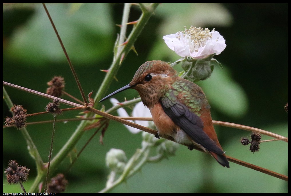 0524-133733-03.jpg - Allen's Hummingbird