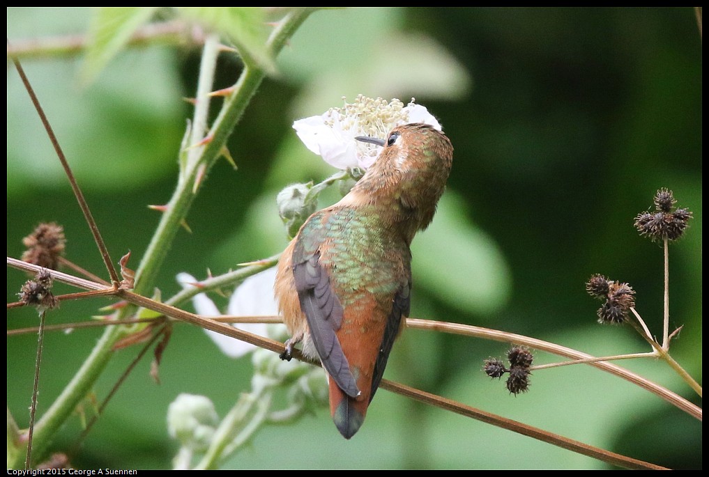 0524-133736-02.jpg - Allen's Hummingbird