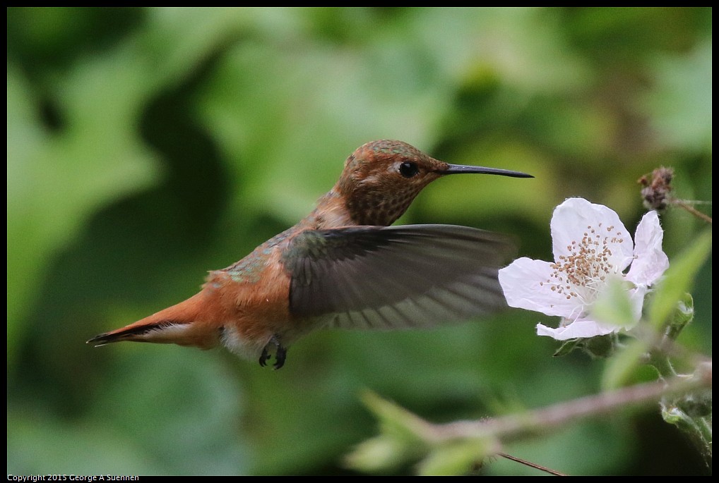 0524-133740-02.jpg - Allen's Hummingbird