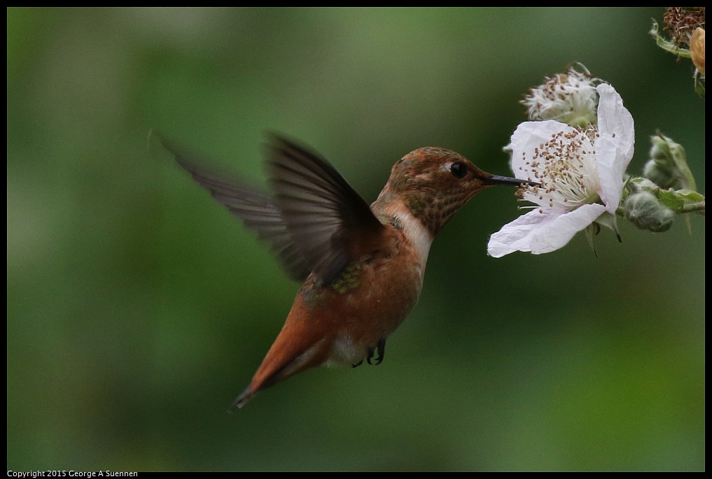 0524-133750-02.jpg - Allen's Hummingbird