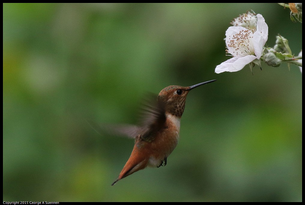 0524-133750-03.jpg - Allen's Hummingbird