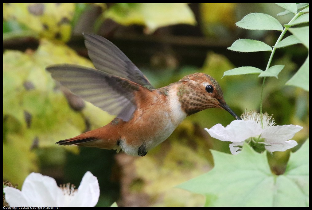 0524-133814-01.jpg - Allen's Hummingbird