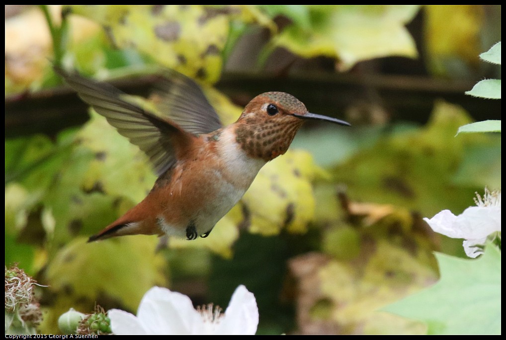 0524-133814-03.jpg - Allen's Hummingbird
