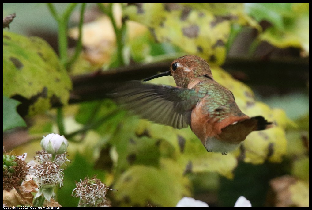 0524-133814-04.jpg - Allen's Hummingbird
