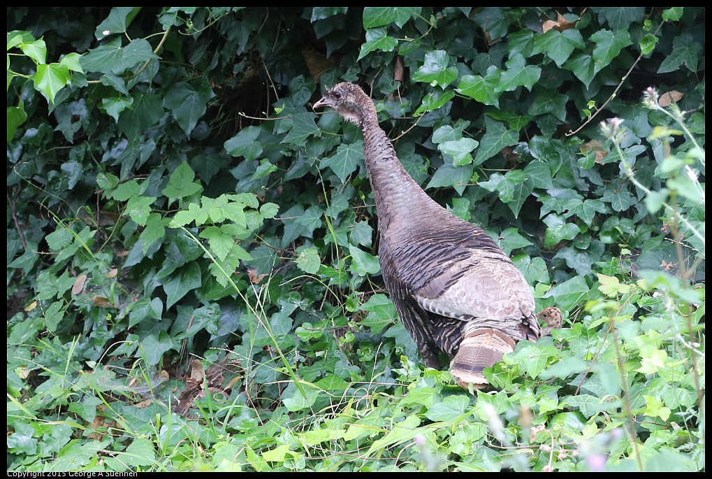 0524-142313-02.jpg - Wild Turkey