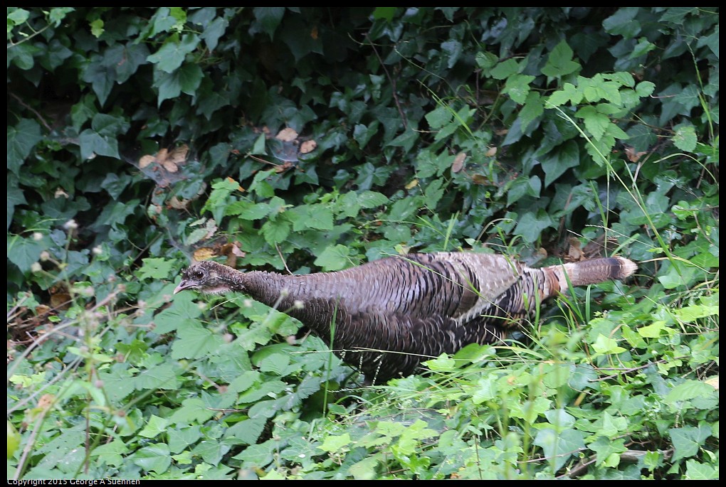 0524-142318-01.jpg - Wild Turkey