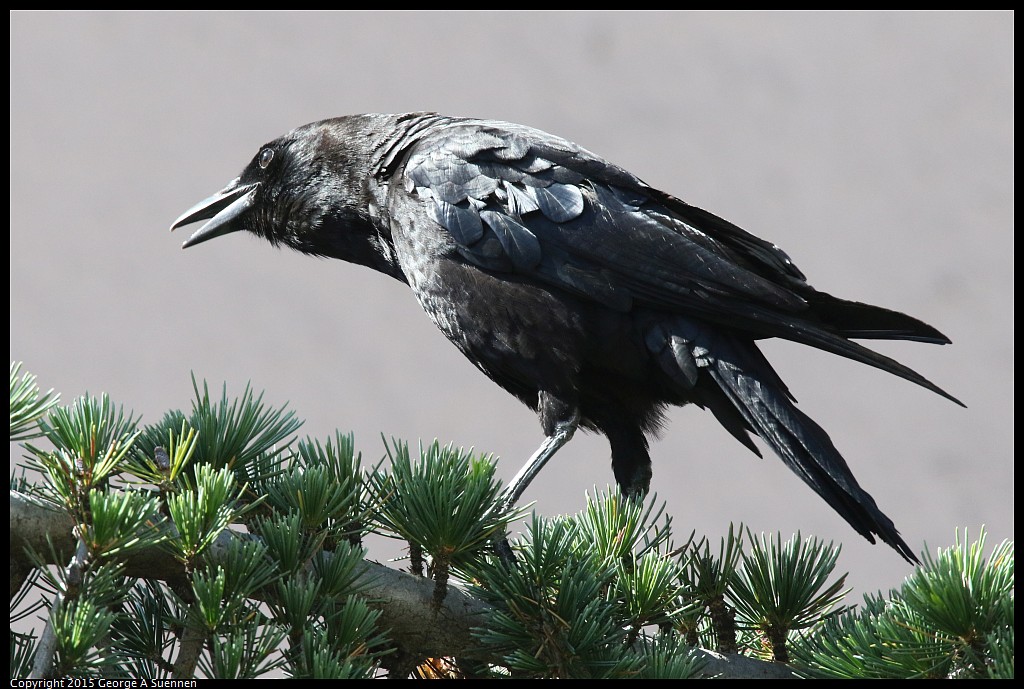 0604-095930-04.jpg - Common Raven