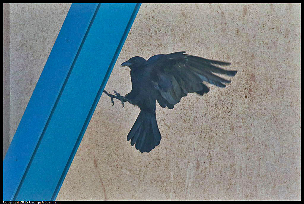 0604-100154-02.jpg - Common Raven