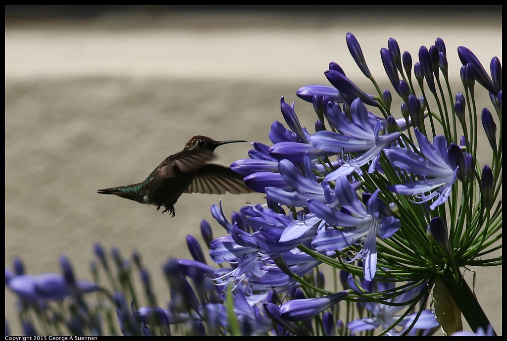 0604-113917-01.jpg - Anna's Hummingbird