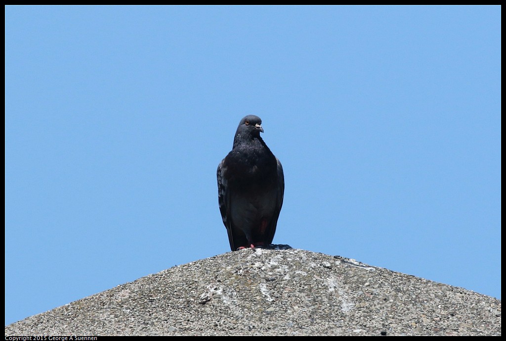 0604-114349-01.jpg - Rock Pigeon