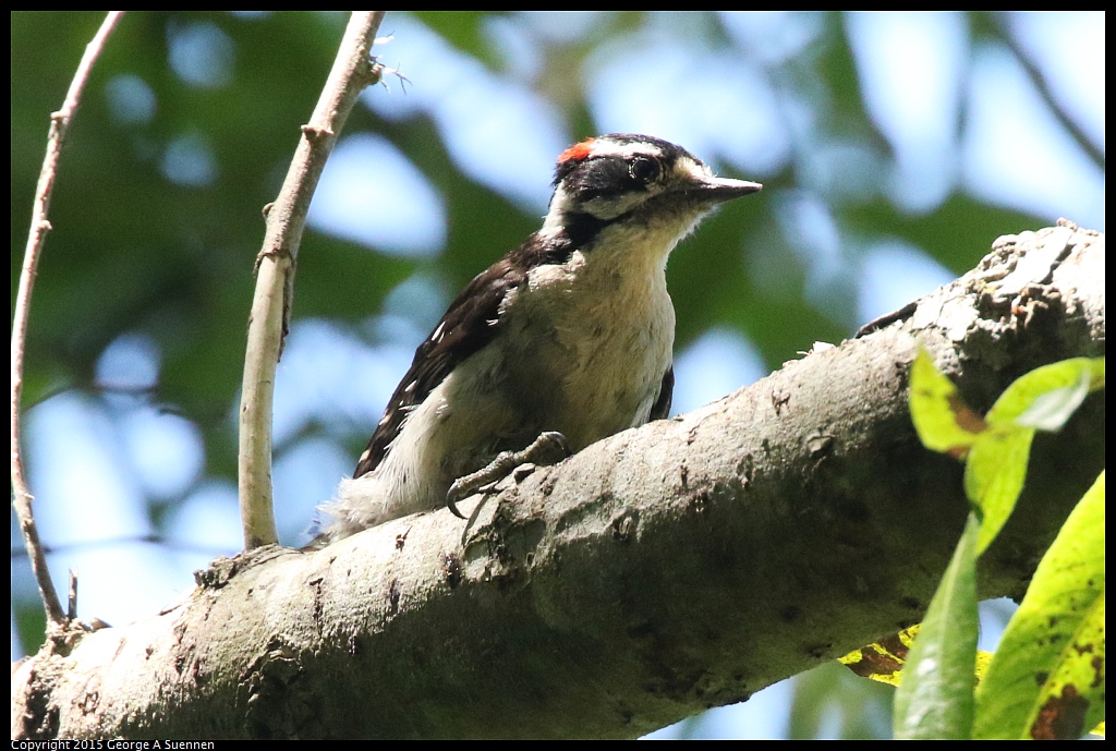 0630-124515-03.jpg - Downy Woodpecker