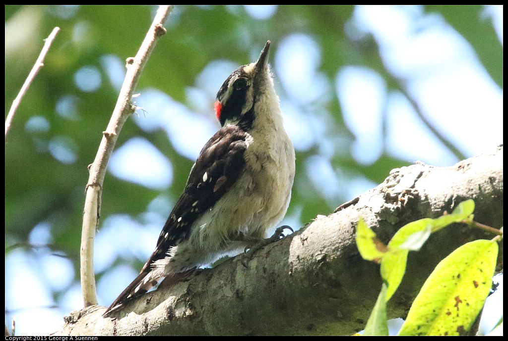 0630-124516-06.jpg - Downy Woodpecker