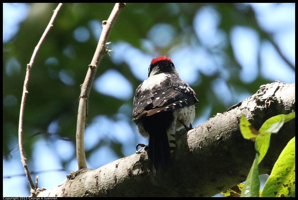 0630-124517-08.jpg - Downy Woodpecker