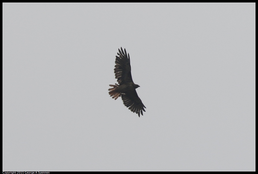 0703-102857-02.jpg - Red-tailed Hawk