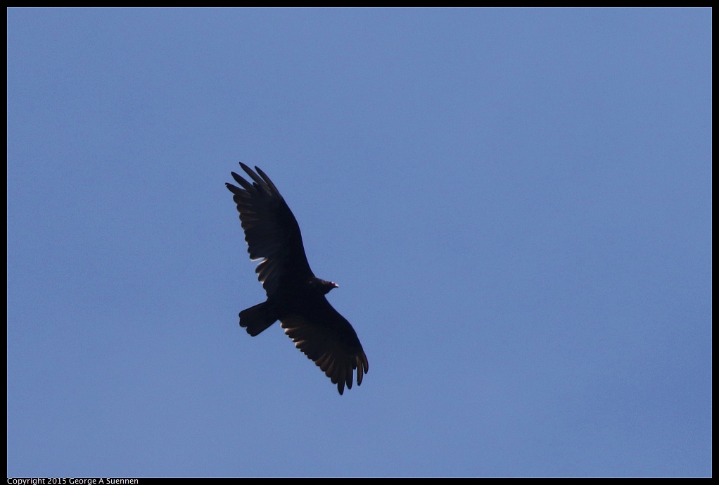 0703-110726-02.jpg - Turkey Vulture